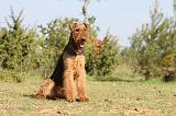 AIREDALE TERRIER 196